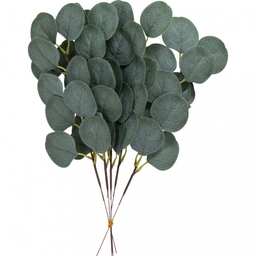 5 Rami Foglie di Eucalyptus verdi 
