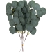 5 Rami Foglie di Eucalyptus verdi. n1