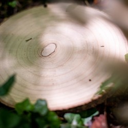 Ceppo di legno - 25 cm. n6