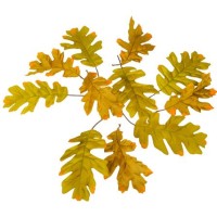 12 Foglie di quercia