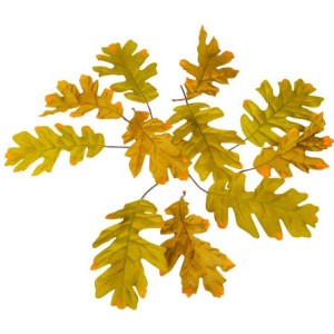 12 Foglie di quercia