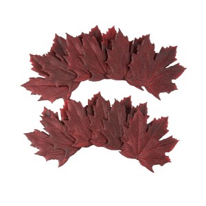 Set di 12 foglie d'acero viola - 10,5 cm