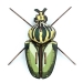 Trofeo Insetto - Globulus Giganticus. n1