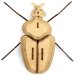 Trofeo Insetto - Globulus Giganticus. n2