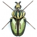 Trofeo Insetto - Globulus Giganticus. n3