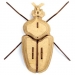 Trofeo Insetto - Globulus Giganticus. n5