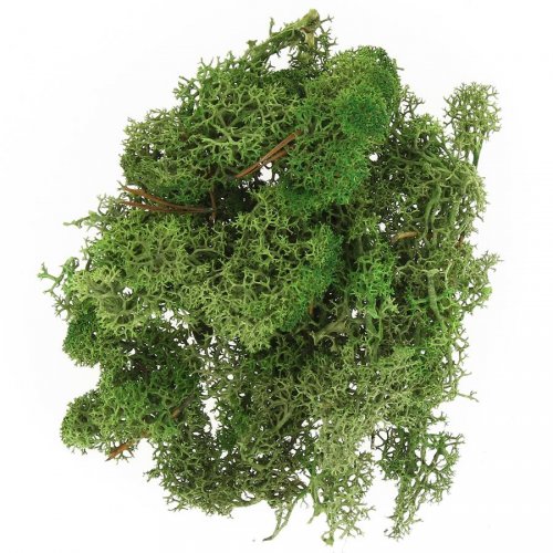 Muschio islandese (30 g) - Verde 