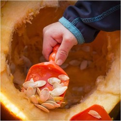 Kit per togliere il torsolo di zucca. n5