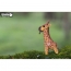 Set Giraffa 3D da assemblare - Eugy