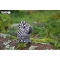 Set Zebra 3D da assemblare - Eugy images:#4