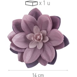 Ninfea in Ostia Lilla – Ø 14 cm. n°1