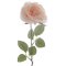 Rosa Ghiacciata su Stelo (44 cm) images:#0