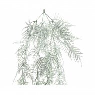 Ramo di Abete Asparagi Innevato (50 cm) - Plastica
