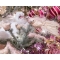 1 Uccellino con molletta - Paillettes e piume rosa images:#1