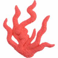 Corallo rosso decorativo