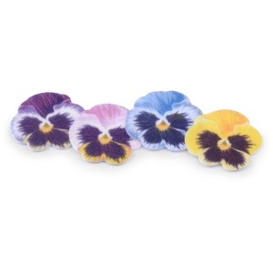 4 Piccole Viole del Pensiero -  3,2 cm - Ostia
