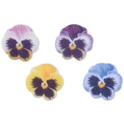 4 Piccole Viole del Pensiero -  3, 2 cm - Ostia. n1