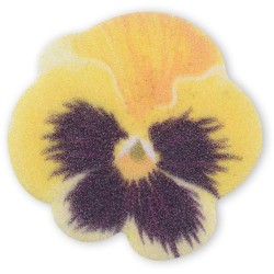 4 Piccole Viole del Pensiero -  3, 2 cm - Ostia. n2