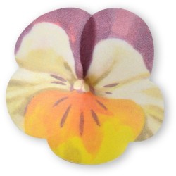2 Grandi Viole del Pensiero -  7 cm - Ostia. n1