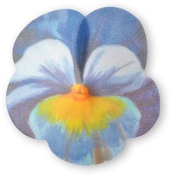 2 Grandi Viole del Pensiero -  7 cm - Ostia. n2