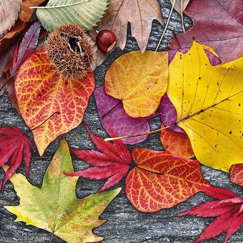 20 tovaglioli con foglie d autunno 