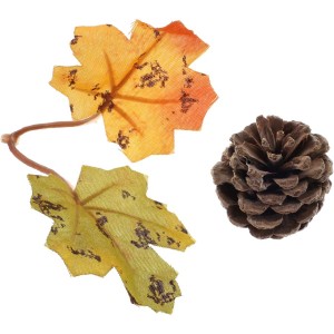 Assortimento di pigne